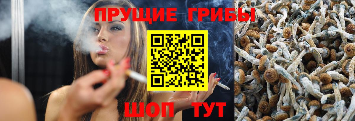 Псилоцибиновые грибы Psilocybine cubensis Ставрополь